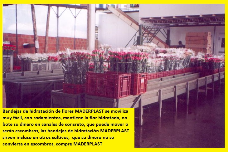 hidratación de flores cortadas poncheras bandejas cajas canaletas hidratar flores cosechas postcosecha hidratadas hidratar en canecas bandejas plásticas maderplast canales aspersión posetas 006 hidratación de flores cortadas poncheras bandejas cajas canaletas hidratar flores cosechas postcosecha hidratadas hidratar en canecas hidratación de flores cortadas poncheras bandejas cajas canaletas hidratar flores cosechas postcosecha hidratadas hidratar en canecas bandejas plásticas maderplast canales aspersión posetas 006 bandejas plásticas maderplast canales aspersión posetas 006